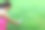 迷人的成年女子用手机拍摄花朵或蒲公英图片下载