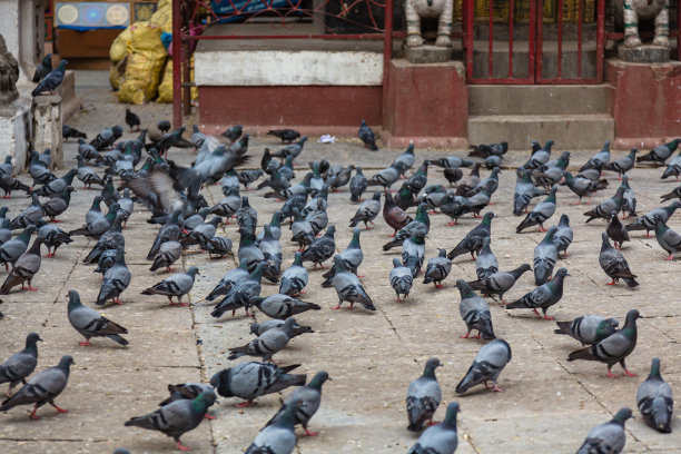 尼泊尔加德满都广场上一座佛教寺庙里的鸽子图片下载