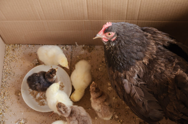 盒子里装着刚出生一天的小鸡图片下载