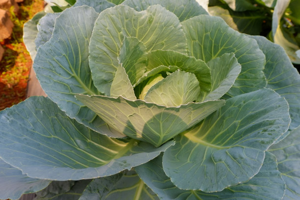 近距离观察有很多叶子的新鲜卷心菜头。图片下载
