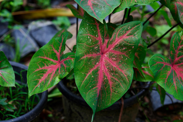 花园里一片美丽的菖蒲叶图片下载