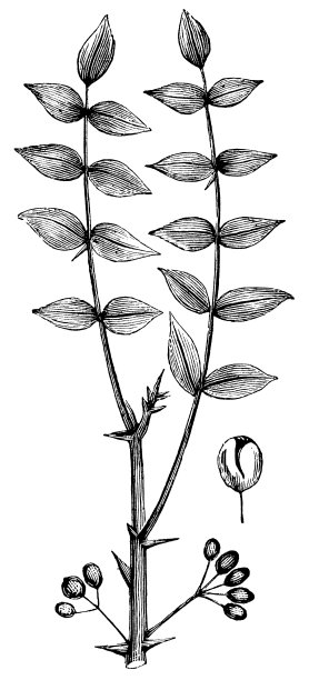 普通花椒树(Zanthoxylum Americanum) - 19世纪图片下载