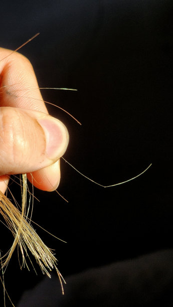 头发有多节的毛发(纤维断裂)图片下载