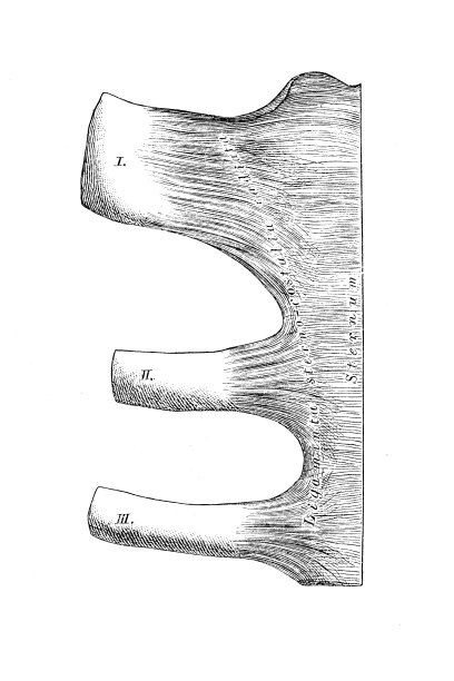肋骨和胸骨之间的关节图片下载