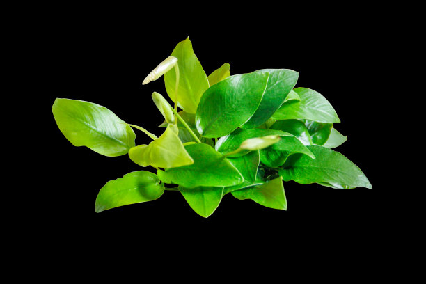 奇异的黄叶阿努比亚斯娜娜金色水族植物孤立在黑色背景，剪辑路径包括图片下载