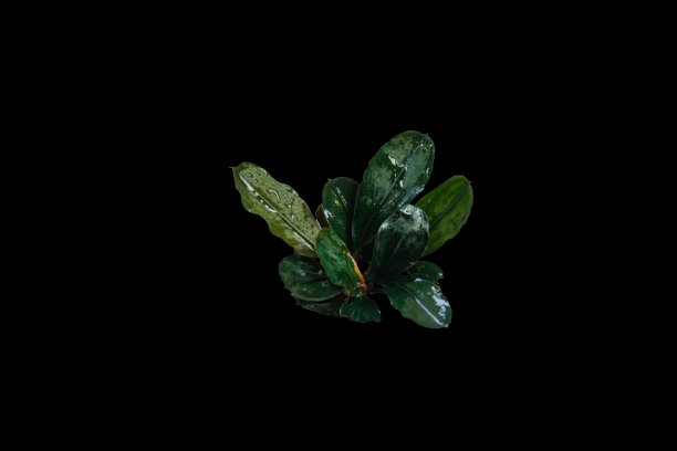 黑叶水族植物，在黑色背景上用剪枝路径分离图片下载