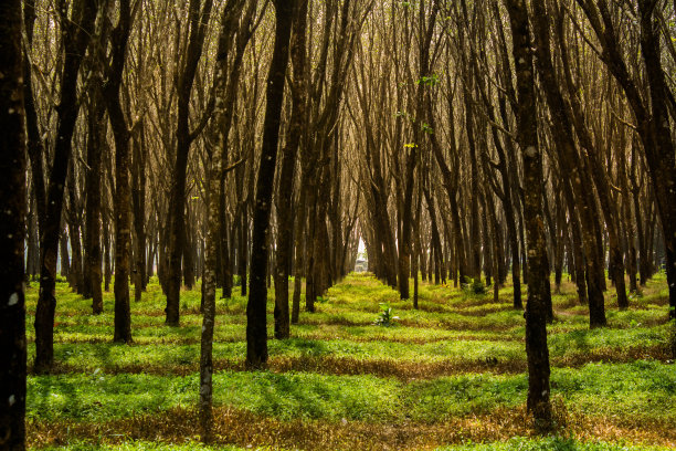 橡胶种植园，在泰国普吉岛的大规模图片下载