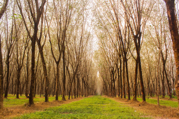橡胶种植园，在泰国普吉岛的大规模图片下载