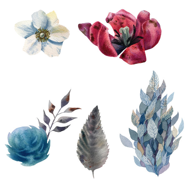 郁金香花水彩画集图片下载