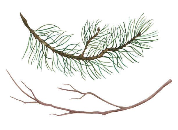松枝和干枝水彩。图片下载