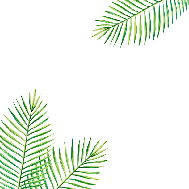 水彩框架与现实热带插图棕榈叶孤立在白色背景。美丽的植物手绘花卉元素。适合设计师，水疗装饰，明信片，婚礼，问候，壁纸，包装纸，剪贴簿等图片下载