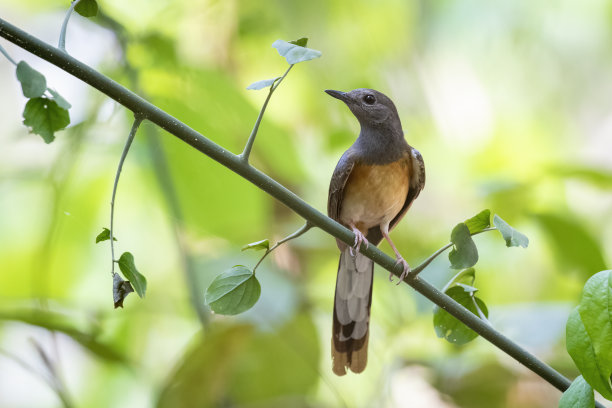 树枝上的白腰鹊鸲图片，自然背景，鸟类，动物图片下载