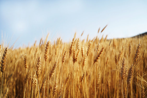 成熟的麦穗图片下载