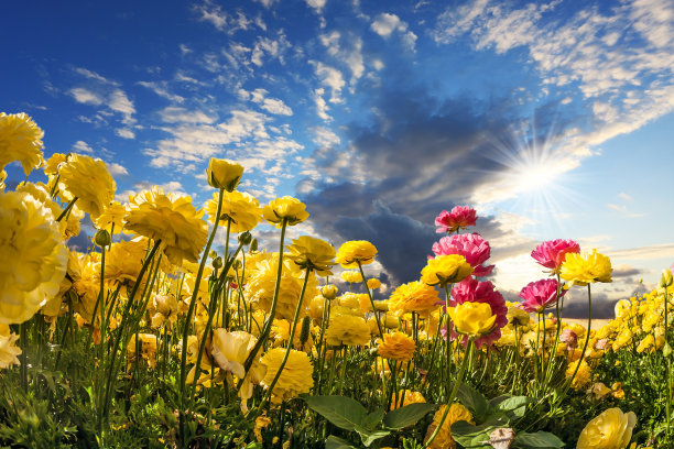 令人愉快的领域图片下载