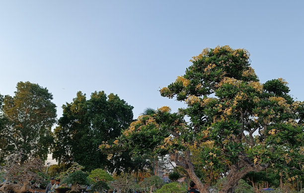 鸡蛋花图片下载