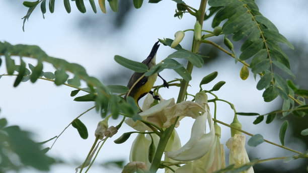黄鹂鸟图片下载