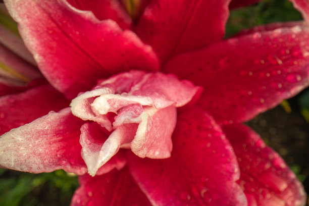 粉红色，红色盛开的百合花在花园里。丰富的饱和色彩。抽象的自然背景。百合花瓣上有露珠。夏天园艺。微距，特写照片。自顶向下视图。图片下载