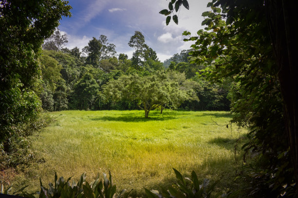 热带雨林中的一棵大树图片下载