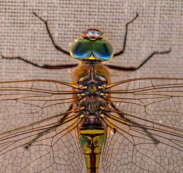 在米黄色的表面上，一只蜻蜓的宏观图像图片下载