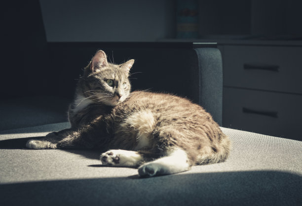 灰虎斑猫躺在沙发上图片下载