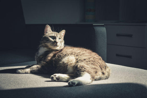 灰虎斑猫躺在沙发上图片下载