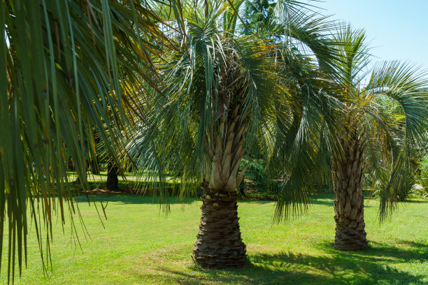 美丽的棕榈树Butia capitata，俗称果冻棕榈在索契公园。棕榈与豪华绿松石叶图片下载