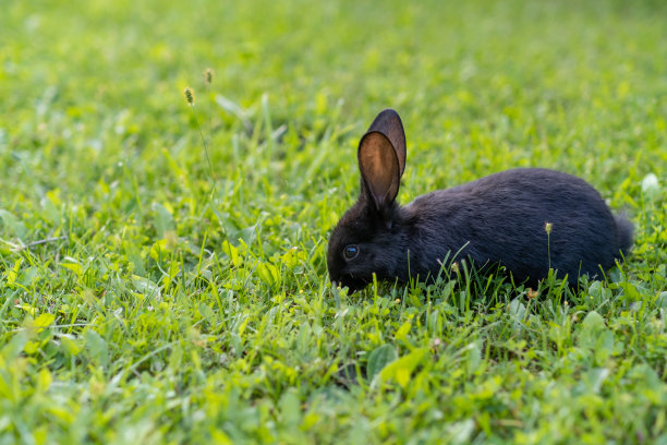 长着大耳朵的兔子在花园的草坪上散步。图片下载