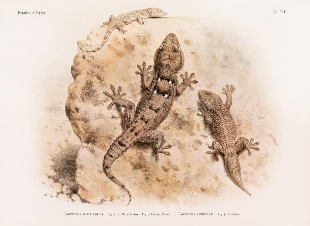 复古壁虎插图。北非动物学图版。大约在1890年图片下载