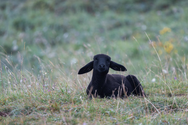 一只美丽的小羊羔在休息。图片下载