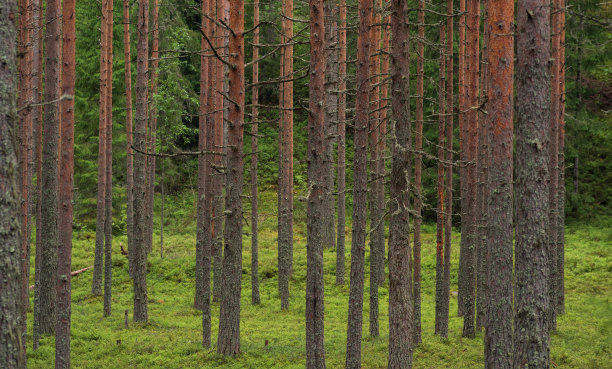 自然景观中，北方松林中有苔藓下层，针叶林中有针叶林图片下载