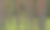 自然景观中，北方松林中有苔藓下层，针叶林中有针叶林图片下载