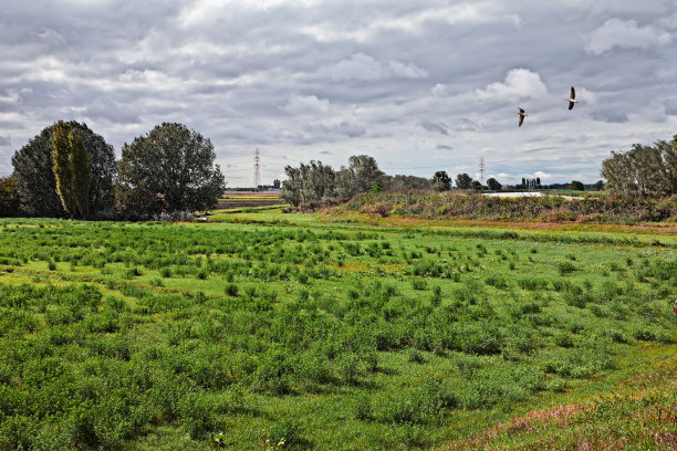 亚德里亚，罗维戈，威尼托，意大利:波河流域的乡村景观图片下载