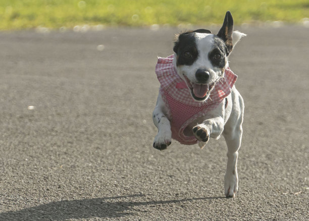 小杰克罗素在空中跳跃图片下载