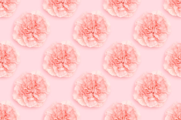 粉红色背景上的康乃馨图案。图片下载