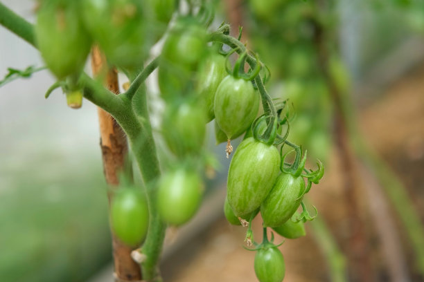 新鲜的绿色西红柿在早午餐上生长和成熟。近距离观察番茄植株与多汁的番茄簇。本土健康食品。园艺，控制和检查有机农产品的收获图片下载