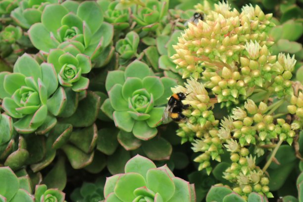 蜜蜂从花中采蜜图片下载