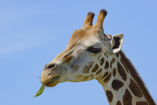佛罗里达州洛沙哈奇的长颈鹿。图片下载