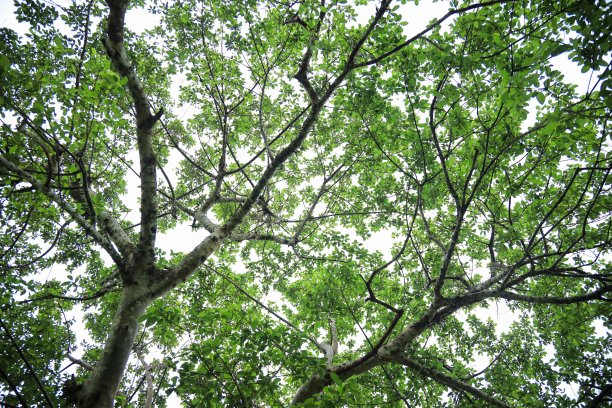 一幅茂盛树枝的肖像图片下载