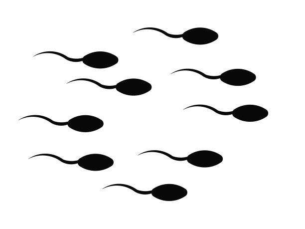 精子图标扁平。灰色背景上的黑色象形文字。矢量插图符号图片下载