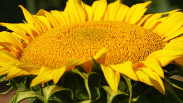 大向日葵头在阳光明媚的日子里绽放。城市环境下的农业和向日葵收获。农业和园艺实践。黄色的花朵在夏季近距离绽放。图片下载
