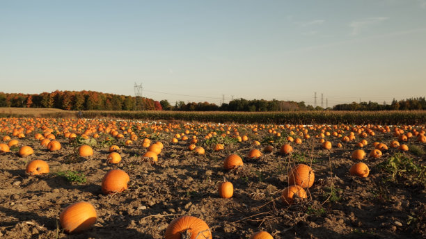 南瓜农场的黄金时间晚上。在十月，感恩节和家庭日期间，用南瓜装饰田地。秋季万圣节参观和销售集市。自己摘南瓜图片下载
