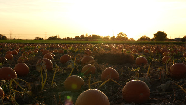 秋天农场里，大的橙色南瓜顶着阳光。秋天和季节假期的全景景观。感恩节家庭日和万圣节的黄金时间。图片下载