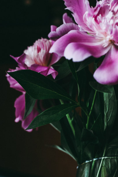 淡粉色的牡丹和绿色的叶子站在花瓶里。特写照片图片下载