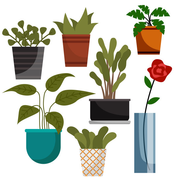 种植于室内盆栽盆中图片下载