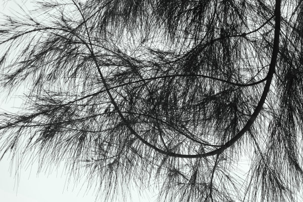 落叶松树枝剪影在天空的背景。程式化的照片图片下载