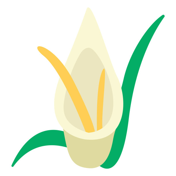 马蹄莲花平图片下载