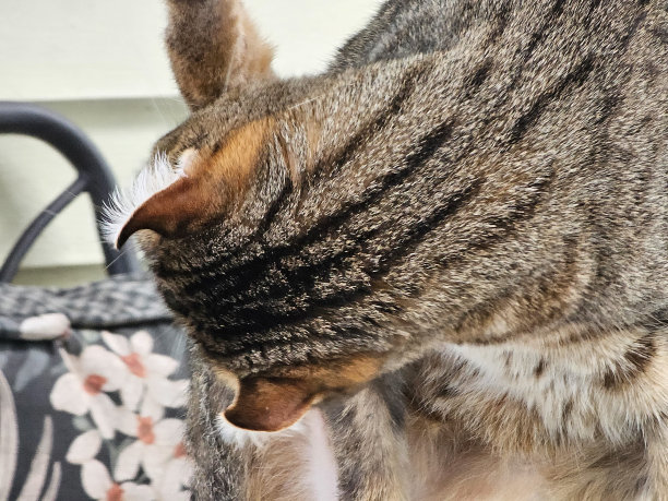 猫舔后脚图片下载