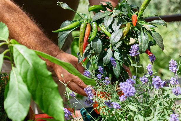 成熟男子的双手捧着花盆里的辣椒植株。园艺的爱好。健康有机食品理念。图片下载