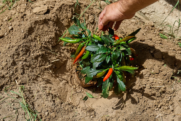 家庭园艺。中年男子的手从花园里的植物中采摘辣椒。图片下载
