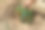 家庭园艺。中年男子的手从花园里的植物中采摘辣椒。图片下载